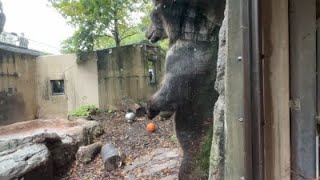 2022年8月28日 上野動物園  エゾヒグマのようすです。