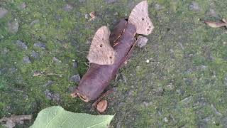 Satyrid Butterfly(Melanitis leda) is sucking dropped fruit of Golden Shower Tree 樹蔭蝶吸食阿勃勒的落果