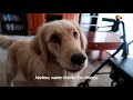 smart service dog makes hilarious mistake the dodo