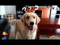 SMART Service Dog Makes HILARIOUS Mistake | The Dodo SMART Service Dog Makes HILARIOUS Mistake | The Dodo