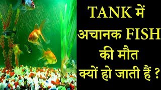 FISH TANK में अचानक FISH क्यों मर जाती हैं || TREATMENT VIDEO || DR NAGENDER YADAV