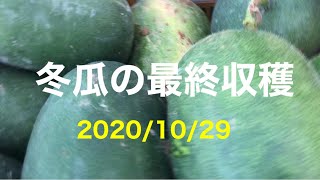 暇なおっさんの農業日誌　冬瓜の最後の収穫