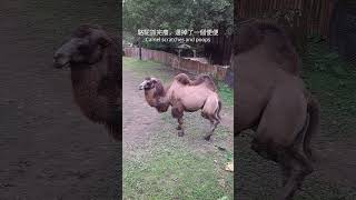 駱駝抓完癢， 還掉了一個便便。Camel scratches and poops. #camel #scratch #poop