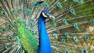 മയിൽ | Peafowl | Peacock | Samuels wonder world | #samuels