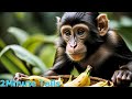 2Minute Tails Episode 19: Maddox The Monkey Learns The Golden Rule #KidsVideo #Learn #ShortVideos