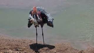 A Goliath Heron killing fish