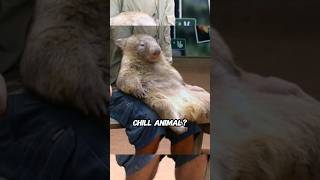 A chill animal that casually shares its home with other animals#shorts