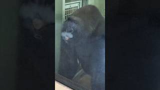 【ゴリラ】鼻息をペロッとするゲンタロウ Gentaro licks the window 2023.08.30 #gorilla #ゲンタロウ #gentaro