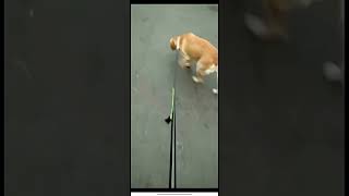 Hands-Free Dog Running Leash with Waist Pocket Adjustable Belt Shock Absorbing Bungee