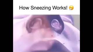 How Sneezing Works