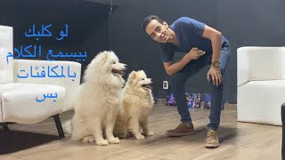 سيڤك وديڤا .. سامويد / شرح نظري وعملي | Mahmoud And Kovu محمود و كوڤو