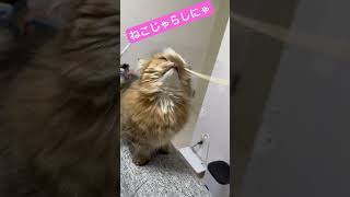 【ミヌエット】壊れた猫じゃらしで遊ぶねこが可愛い　#cat #cute #ねこ