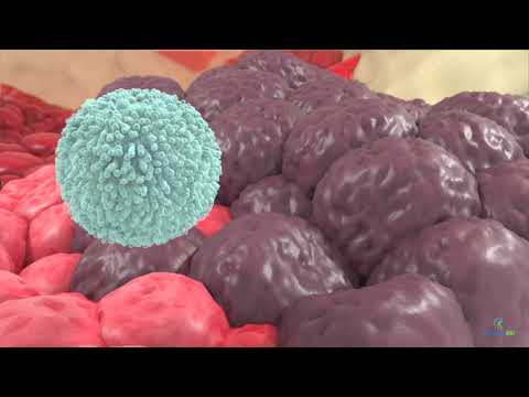 Are NK cells stem cells?
