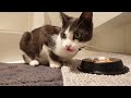 fussy cat tries all flavours of purina felix asmr