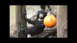 上野動物園マレーグマ_ブイで遊ぶフジ