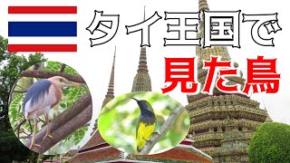 【海外の野鳥】タイ・バンコクではこんな鳥が見られました！-Birds in Bangkok, Thailand