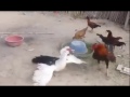 pato vs gallo con musica de linkin park de fondo