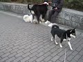 柴犬くるみの『vs アフガンりくくん』