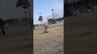 ただただ一緒懸命に歩く動画です✨🐶✨