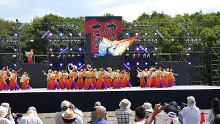 13 4K よさこい連「わ」 こいや祭り2017 大阪城公園 太陽の広場会場