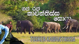 Sri lankan tallest tusker kawanthissa on his musth.SLसबसे लंबा टस्कर #trending #viral #bgmi #mrbeast