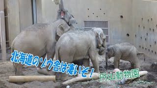 【アジアゾウ】北海道のゾウ舎は凄いぞ！(円山動物園)