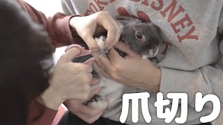 ウサギさんの爪切りと上手な抱っこができない飼い主 #127