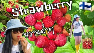 เก็บสตอเบอร์รี่ฉ่ำๆ หวานมากก ฟินฟินนน 🍓 26.7.2023 🇫🇮