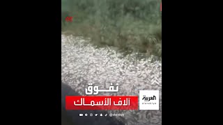 مقطع فيديو متداول يظهر نفوق آلاف الأسماك على نهر "شط علي" جنوب غربي إيران