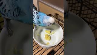 さつまいもを食べるセキセイインコ　Bidgerigar is eating sweet potato