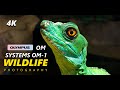 OM Systems OM-1 Wild Life Photography & Videography | 4K