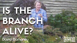 How to tell if a branch is dead or alive