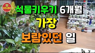 6개월 식물키우며 가장 보람있었던 일 / 식물키우기 / 행운목 살리기 / 거실화초