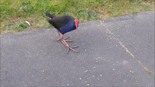 Pukeko feeding his family