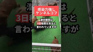 ペットショップで迎える時は注意！子犬の感染症ケンネルコフ