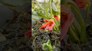 Pleurothallis montezumae is a unique #orchid found in Costa Rica! Check out those fiery #flowers!