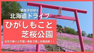 【北海道ドライブin大空町】ひがしもこと芝桜公園