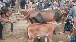 @আজ ২৬ জানুয়ারি  ২৫ | ৫০-৯০ হাজারে বাচ্চাসহ দেশাল গাভী গরুর দাম | আফতাবগঞ্জ হাট | দিনাজপুর