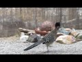 male roadrunner brings food offering to a female looking to mate