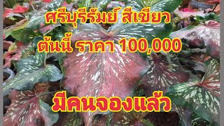 บอนสี ศรีบุรีรัมย์สีเขียว ราคา 100,000 บาท มีคนจองแล้ว