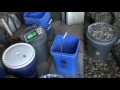 crushing a few hundred pounds of glass with my new hammer mill crusher