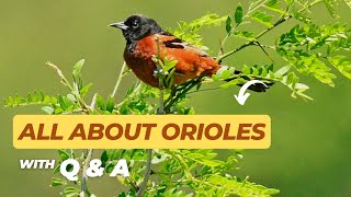 All About Orioles with Q&A