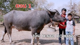 ควายไทยเงินล้านเลี้ยงควายงาม ตอน1 เอ็ม นะเออ ควายซิ้ง 093-3055570 อุทัยธานี EP302 | เต๋อพาเที่ยว