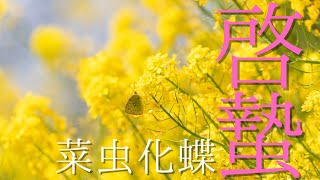 【二十四節気、七十二候の暮らし】啓蟄｜菜虫化蝶【最終回】