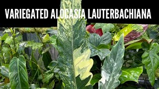 ALOCASIA LAUTERBACHIANA VARIEGATED