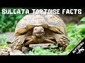 Facts About Sulcata Tortoises You've Got to Hear!