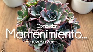 MANTENIMIENTO..ECHEVERIA AZULITA.. ##suculents #plantas #suculentas #plants #jardin #garden