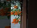 orange trumpet vine 炮仗花 炮仗花