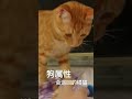 狗属性的橘猫，巡回技能满级 shorts ｜李喜猫