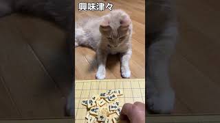 猫に将棋を見せたらこうなりました・・・次回に続く